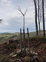  10. November 2012 - bei Samuels Ginkgo